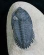 Beautifully Preserved Metacanthina Trilobite #7028-2
